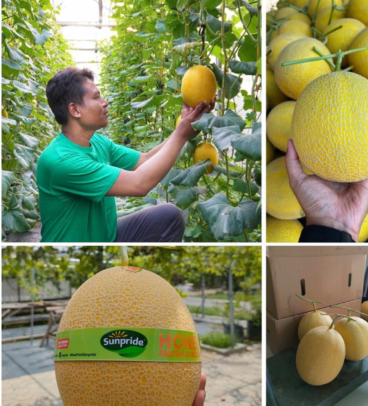 Golden Melon Madiun