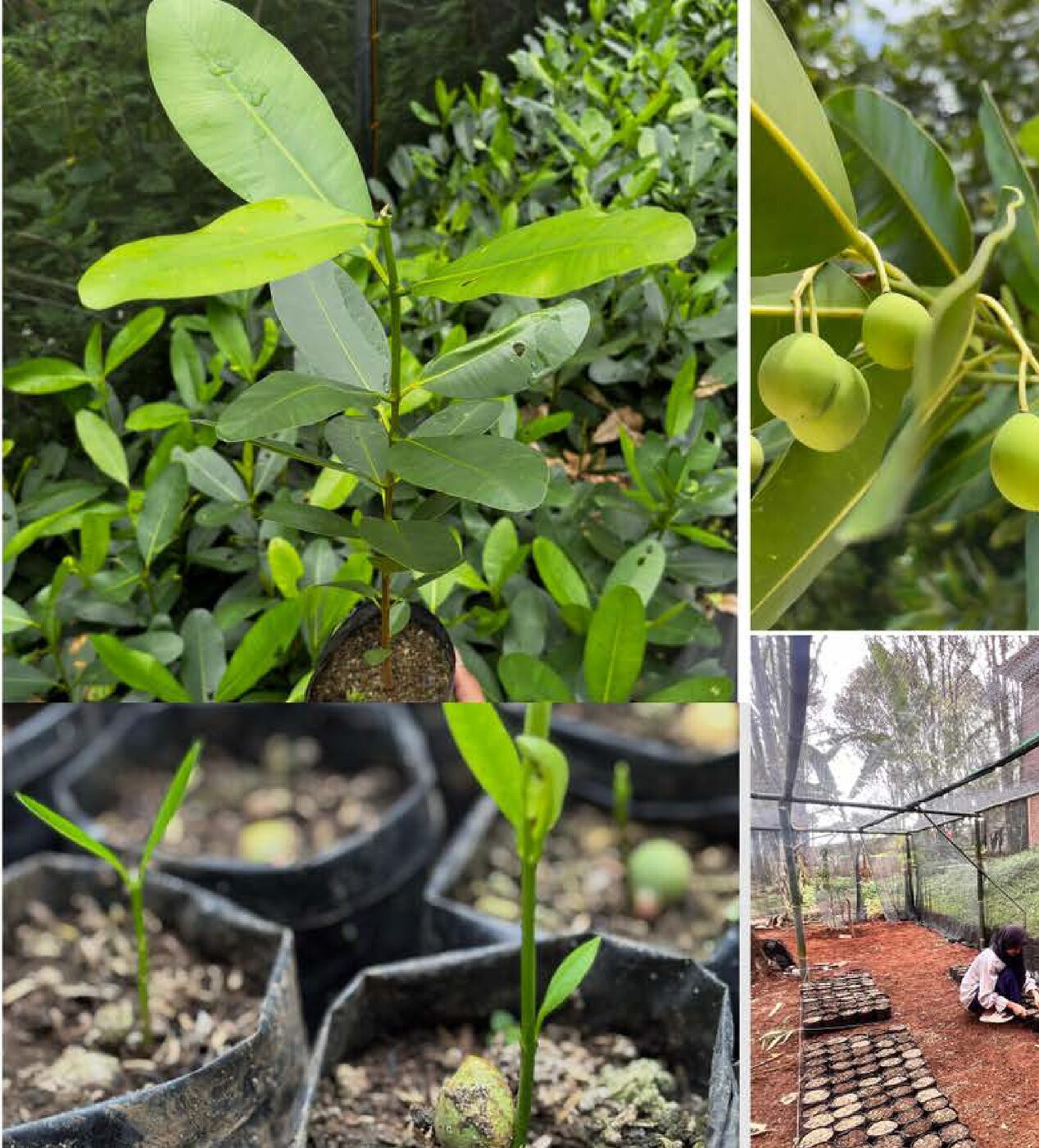 Pohon Tamanu